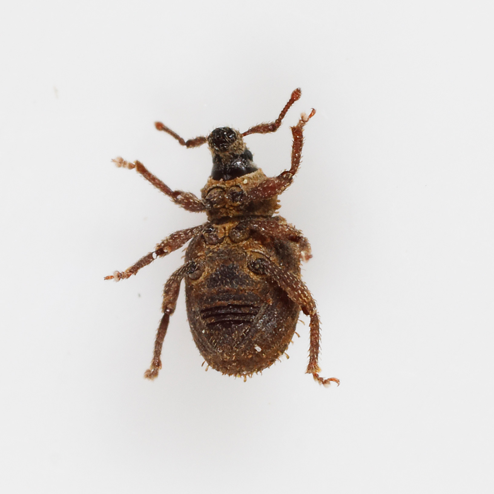 Curculionidae: Cathormiocerus aristatus